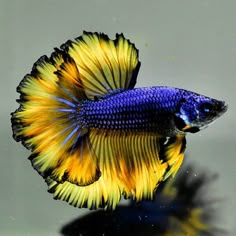 719 best ocean creatures images on pinterest in 2018 marine life