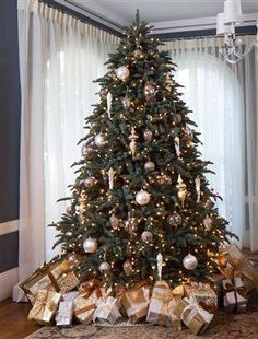1000 FRASER FIR TREE SEEDS EVERGREEN CHRISTMAS TREE NEW YEARS GRAB BAG ONLY 2