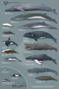 chart of where whales live and migrate whales pinterest chart size of blue whale