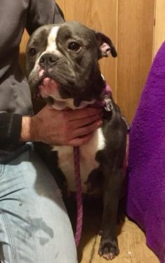 Old English Bulldog Glasgow Lanarkshire Pets4homes Bulldogs