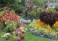 Nova Scotia Lupinus Pinterest Gardens And Nova Scotia Gardens Google Search