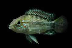 9 best fish images fish outline fish template pisces