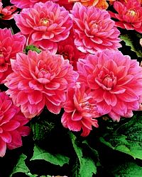 33 Best Dahlias Images On Pinterest In 2018 Garden Plants These Would Be Nice To Bring Some Color One Of My Large Vacant Flower Pots Via Www Naturehills
