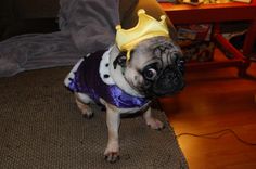 Pin By Yvette L Ottering On Dog Costumes Dog Costumes Dogs