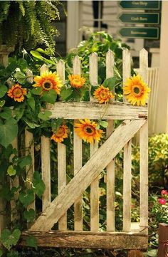 380 Sunflower Garden Ideas In 2021 Sunflower Sunflower Garden Sunflowers And Daisies