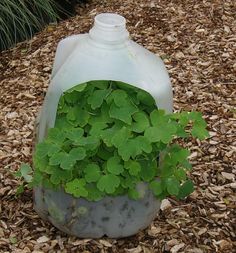 Sowing A Winter Garden Great Ideas For Using The Outdoors To Sowing A Winter Garden Great Ideas For Using The Outdoors To Start Off Your Seedlings Pinterest And Gardens