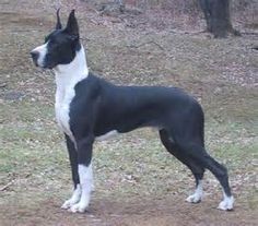 mantle great dane mantle great dane