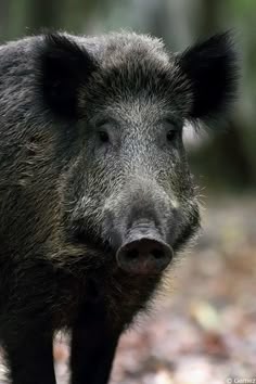 100 Meilleures Idees Sur Citations Chasse Chasse Sanglier Animaux Foret 100 Meilleures Idees Sur Citations Chasse Chasse Sanglier Animaux Foret
