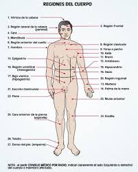 21 Ideas De Cuerpo Humano Cuerpo Humano Cuerpo Sistemas Del Cuerpo Humano