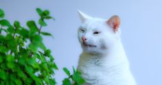 32 Ideas De Salud Gatos Gatos Felino Gato Enfermo