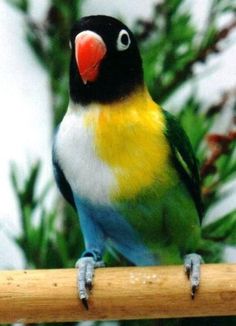 40 best african lovebirds