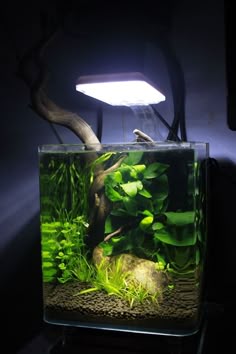 426 best nano aquarium