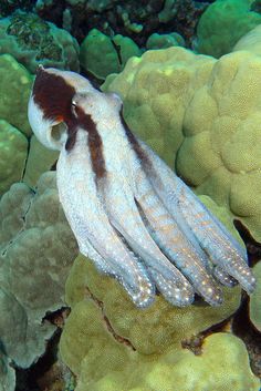 1792 best octopus jellyfish