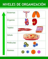 Imagenes De Los Niveles De Organizacion De Los Seres Vivos Para Colorear Búsqueda De Google Organizacion Lista De Asistencia Formato Ciencias Naturales
