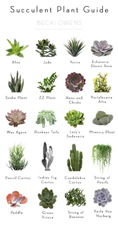 The Top 39 Names Of Succulents Images Cacti Planting Becki Owens Best Of Blog Indoor Plants Ideas For Styling And My Succulent