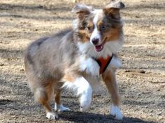 rockin b miniature australian shepherd via the daily puppy puppy breed australian shepherd arthur is rockin b miniature australian shepherd via the daily puppy puppy breed australian shepherd arthur is