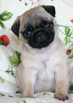 Pugface Cat Breed Pugface Cat Breed
