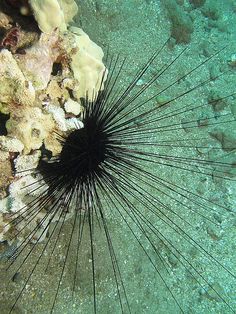 61 best ocean urchins