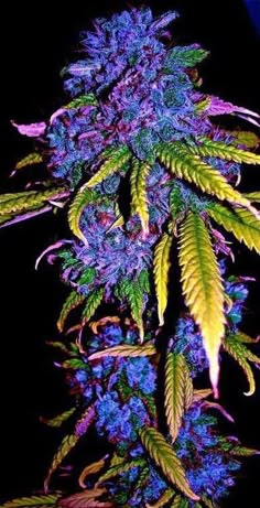 Hustler weed plant congratulate, your Can Hustler weed plant have
