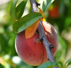 The 68 Best Fruit Trees And Plants Images On Pinterest Peach Peregrine Online From Jacksons Nurseries Fruit Plants Trees