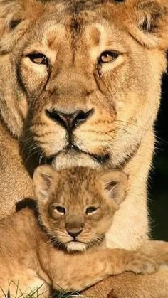 45 Meilleures Idees Sur Tatoo Lionne Tatoo Lionne Animaux Sauvages Photo Animaux 45 Meilleures Idees Sur Tatoo Lionne Tatoo Lionne Animaux Sauvages Photo Animaux
