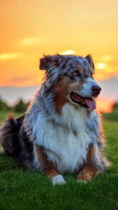 australian shepherd iphone 4 case 19 reasons australian shepherds are the best looking dogs in the australian shepherd iphone 4 case 19 reasons australian shepherds are the best looking dogs in the