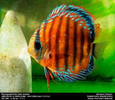 45 best firemouth cichlids
