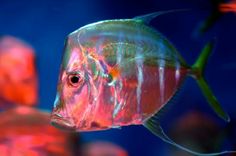 95 best animals sea