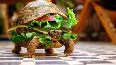 43 best funny images