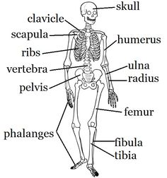 human skeleton diagram for kids human skeleton diagram for kids Skeletal System Diagram House skeleton worksheet and craft turn into a guess the bone game?