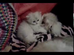 62 Videos De Mis Gatos Gatos Perros Perro Gato