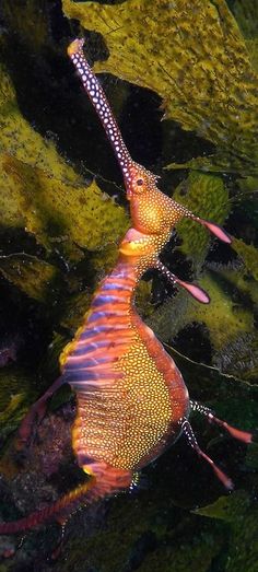 38 best sea horses