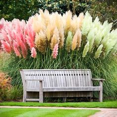 Pampasgras beige behaarte Rispenwedel Cortaderia selloana Pumila kl