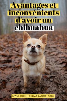 Chihuahua Chocolat Poils Longs Sticker Autocollant Rond Chien A Bord 15 Cm Chihuahua Chien Chien Poil Long