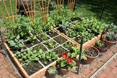 Image Result For Are Ants A Good Thing For Vegetable Garden Image Result For Are Ants A Good Thing For Vegetable Garden