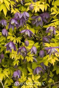 178 Best Garden Clematis Trellis Images On Pinterest In 2018 Clematis Stolwijk Gold An Early Blooming That Always Has Color Purpley Blue