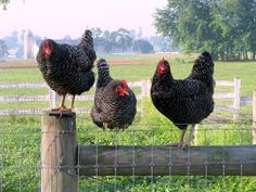 hottest-farmyard-chicks-weird-sex-act-names