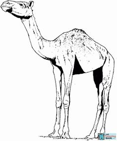 Download 54 Best Camels Coloring Pages images | Coloring pages, Free printable coloring pages, Printable ...