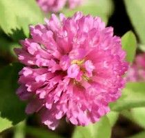 image result for images of vermont state flower