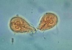 giardia cysts in stool images parazita platyhelminthes példák