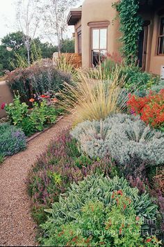 147 Best Xeriscape Landscaping Images Yard Xeriscape Garden Xeriscaping Plants Landscaping Front Yard Water Tolerant