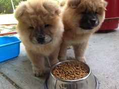 Baby Chow Chows Max And Jaz When They Were 2 Months Old Chow Chow Dogs Boo The Dog Fluffy Dogs