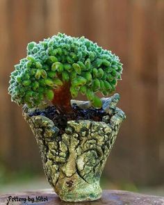 Geli pflanzschale TERRACOTTA Fiori Vaso Fioriera Giardino Fiori Guscio Guscio