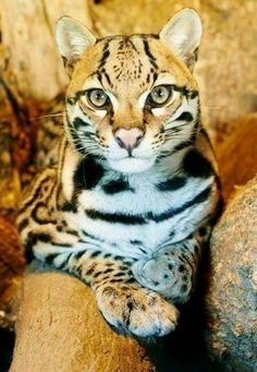 ocelot kitten starts the new week with a new name animalia ii