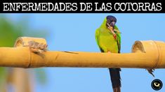 15 Ideas De Cotorras Cotorro Aves Loros