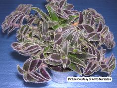 Tradescantia Succulent Эчеверия, Кактусы И Суккуленты, Кактус, Садоводство, Идеи, Растения, Цветы