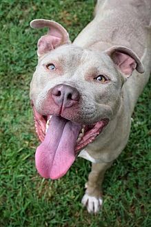 Pictures Of Chardonnay A American Pit Bull Terrier For Adoption In