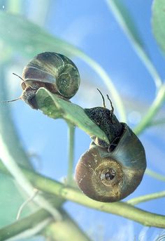 215 best freshwater mollusks