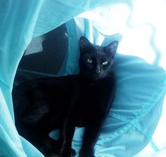 300 Ideas De Gatos Gatos Mascotas Perro Gato