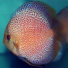 47 best fish images on pinterest in 2018